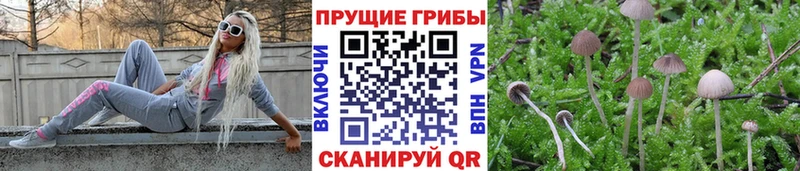 Галлюциногенные грибы Psilocybe  Артёмовский 